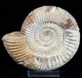 Inch Perisphinctes Ammonite - Jurassic #1944-1